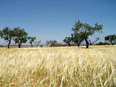 wheat field and green trees thumbnail