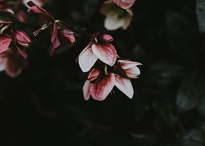 tilt-shift photography of pink and white flowers thumbnail