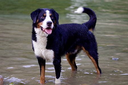 adult tricolor Appenzeller sennenhunde thumbnail
