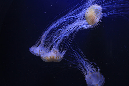 four jelly fish thumbnail