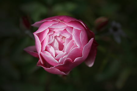 closeup photography of pink rose flower bud thumbnail