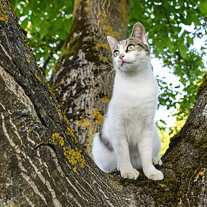 short-furred white and gray cat sitting on brown tree during daytime thumbnail