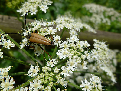 Insect, Beetle thumbnail