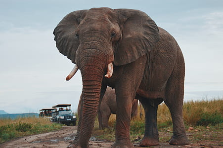 gray elephant near grass thumbnail