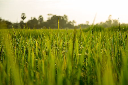 closeup photography of green grass lawn thumbnail