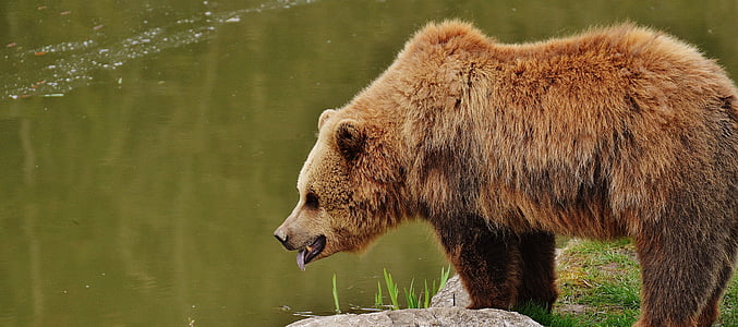 grizzly bear near body of water during daytime thumbnail