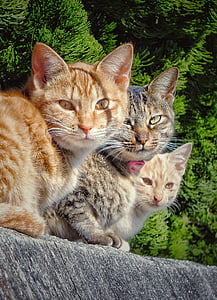 orange and brown Tabby cats on gray surface thumbnail