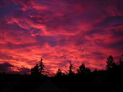 trees under red sky thumbnail