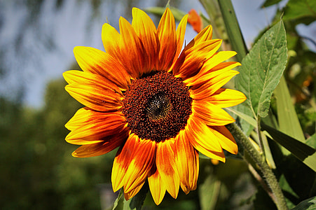 sunflower with green leaves thumbnail