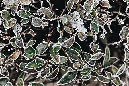 Frozen leaves & twigs thumbnail
