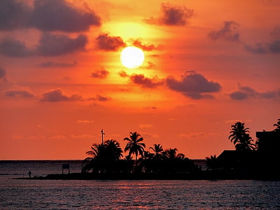 silhouette of trees during sunset thumbnail