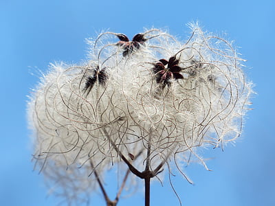 white and brown plant wallpaper thumbnail