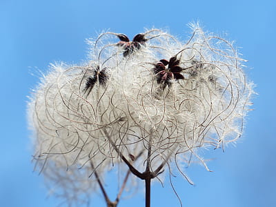 White Flowers Under Blue Sunny Sky thumbnail