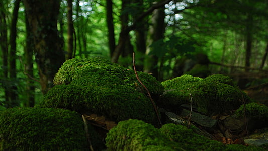 green topiary thumbnail
