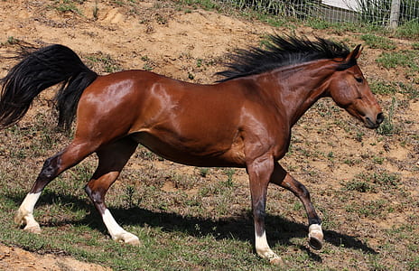 brown horse galloping thumbnail