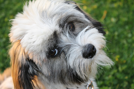 close-up photography of black and white puppy thumbnail