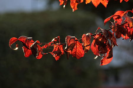 red leaf tree branch thumbnail