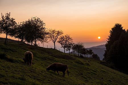 two brown cows on green grass thumbnail