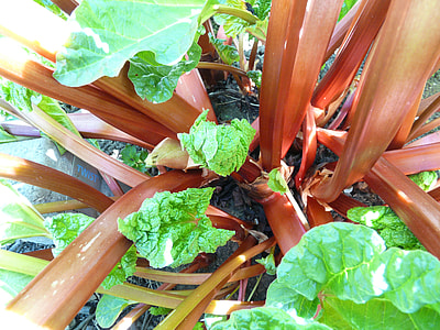 Rhubarb, Vegetables thumbnail