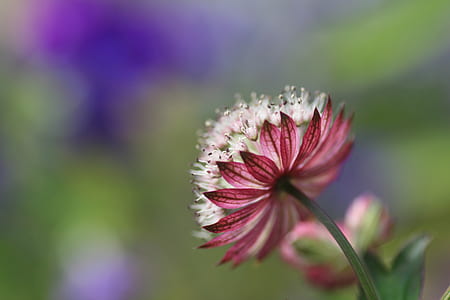 tilt shift photo of white and pink flower thumbnail