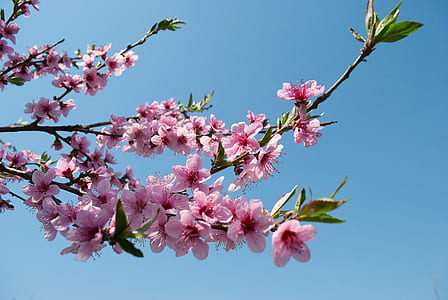 shallow focus photography of pink flowers thumbnail