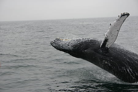 whale slash on the sea thumbnail