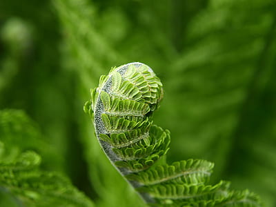 shallow focus photography of green leaf thumbnail