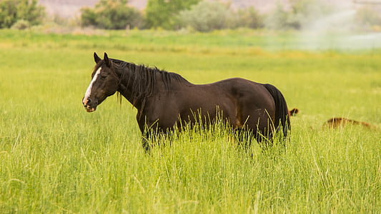 black horse walking on grass field at daytime thumbnail