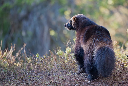 brown bear on soil thumbnail