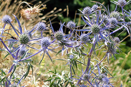 Eryngium Amethystinum, Rural Plant thumbnail