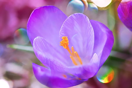bokeh photography of purple Crocus flower thumbnail