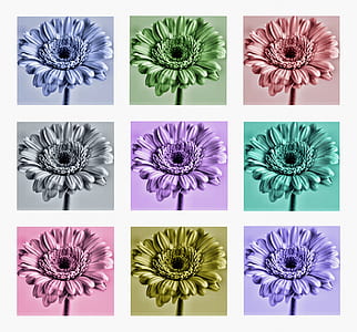 assorted-color Gerbera daisy flowers collage thumbnail