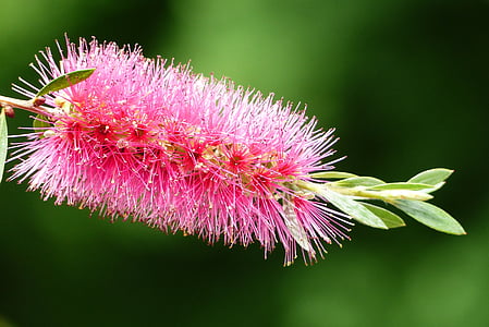 pink bottlebrush flower selective-focus photography thumbnail