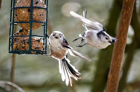 selective focus photo of two white birds beside feeder thumbnail