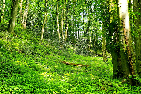 grass field surrounded by trees thumbnail
