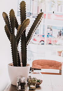 Green Cactus in Pot thumbnail