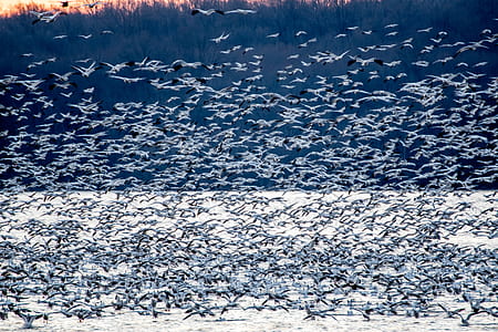 flock of birds flying above body of water during datytime thumbnail