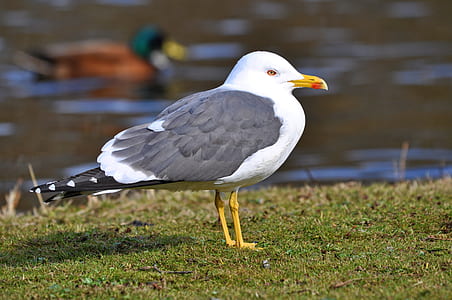 closeup photo of gray and white bird thumbnail