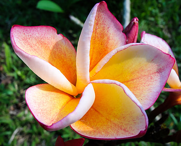 selective focus photo of pink and orange 5-petal flower during daytime thumbnail