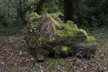 Brown Tree Log Filled With Moss on Withered Leaf Field thumbnail