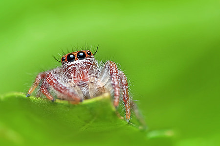brown jumping spider on green leaf selective focus photography thumbnail