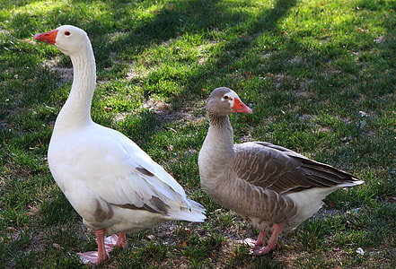 two white and gray ducks thumbnail