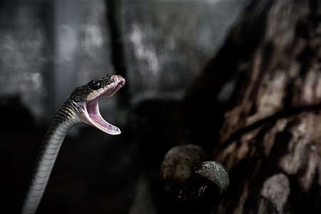 snake opening its mouth wide thumbnail