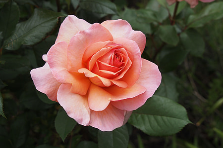 orange rose thumbnail