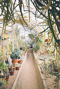 green cactus plant inside greenhouse thumbnail