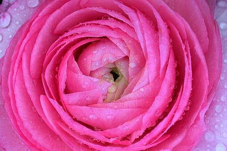 pink ranunculus flower thumbnail