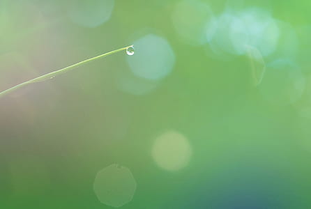 grass, blur, dew, drop of water thumbnail