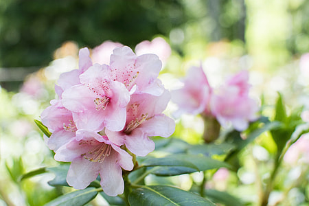 pink carnation under the sunny sky thumbnail