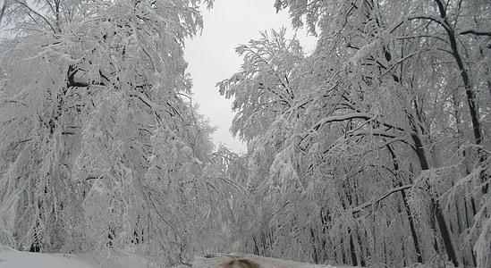 green forest trees covered by white snow during daytime thumbnail