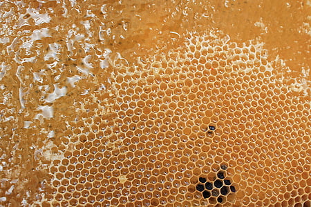 brown honeycomb thumbnail